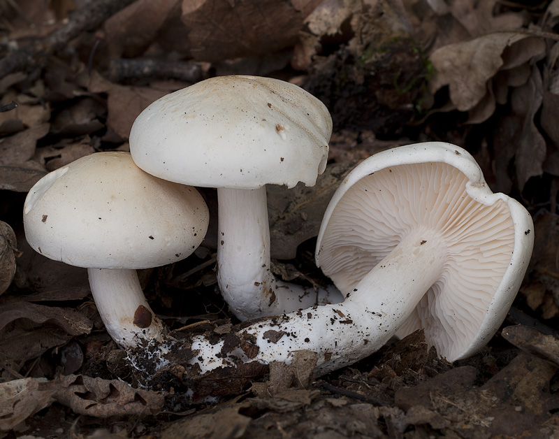 Tricholoma album